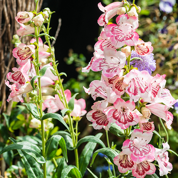 Penstemon 'Strawberries & Cream' image