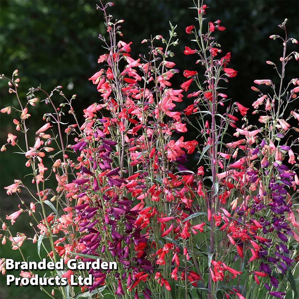 Penstemon barbartus 'Twizzle' image