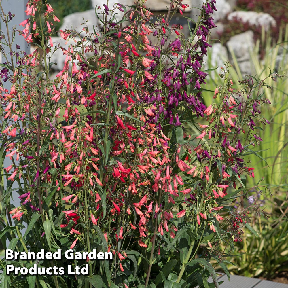 Penstemon barbartus 'Twizzle' | Dobies