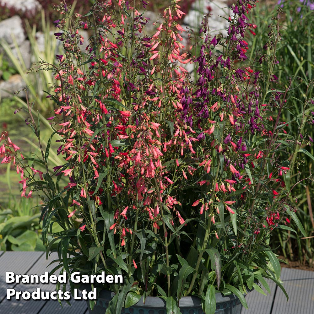 Penstemon barbartus 'Twizzle' | Dobies