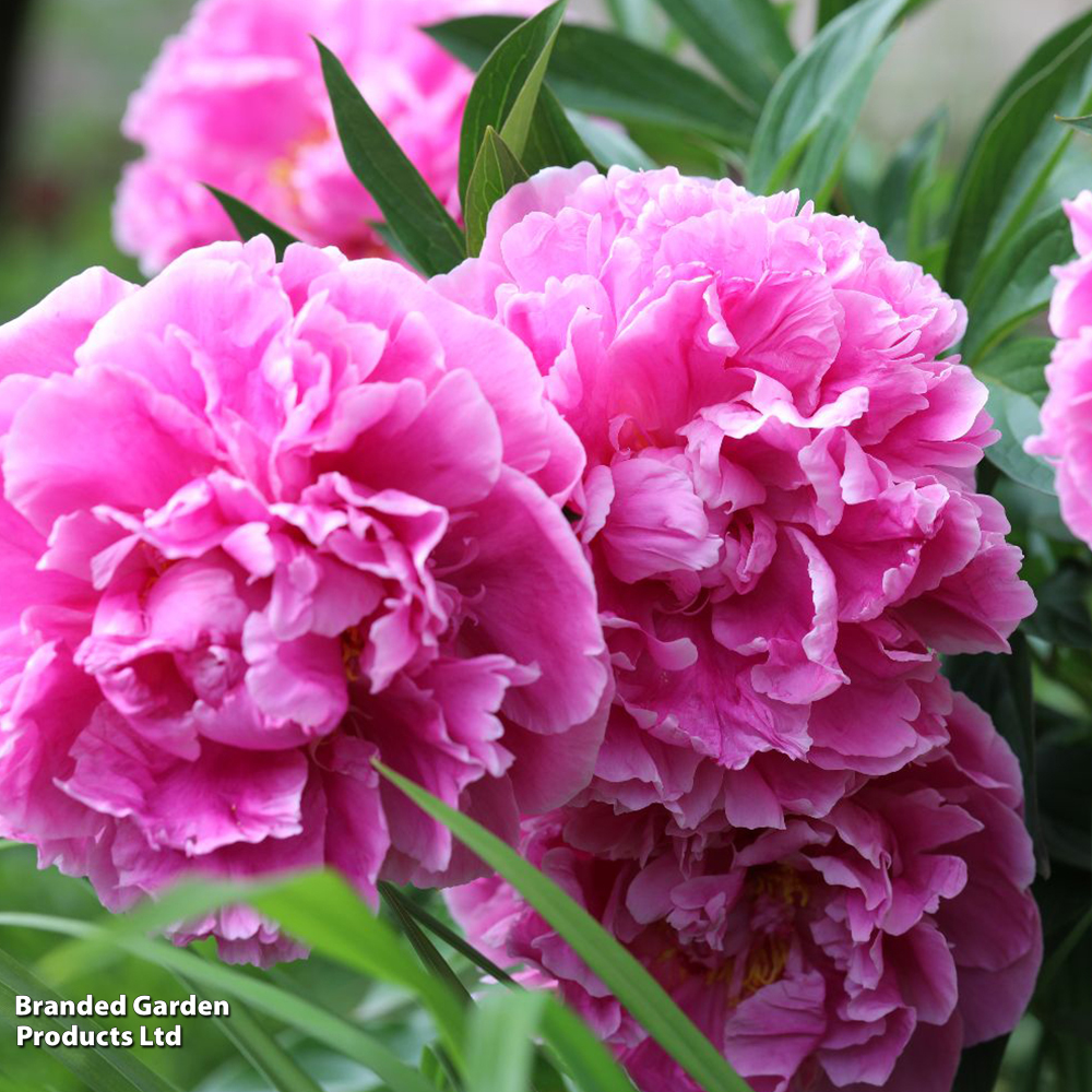 Peony 'Alexander Fleming' image