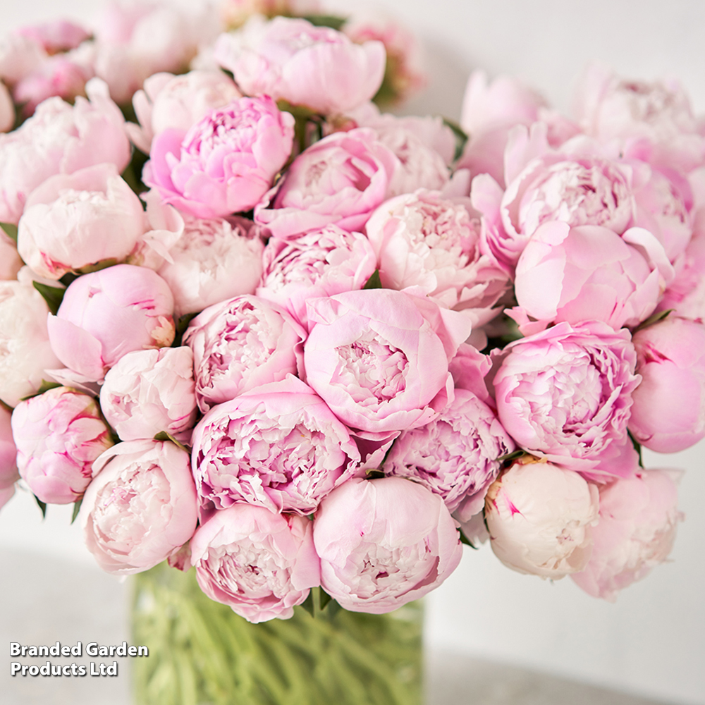 Peony 'Angel Cheeks' image