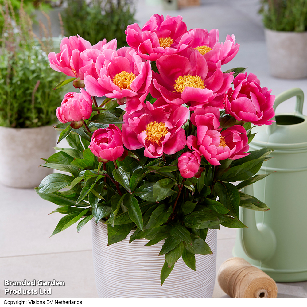 Peony 'Athens' (Patio Peony) image