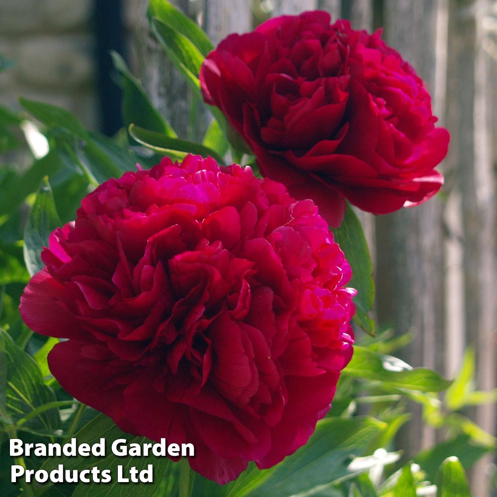 Tree Peony 'Bai Yuan Hong Xia' image