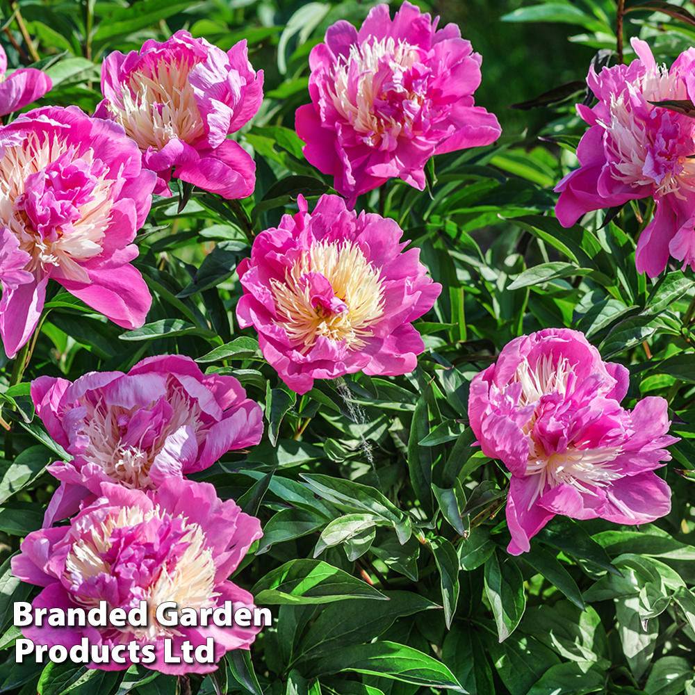 Peony 'Bowl of Beauty' image