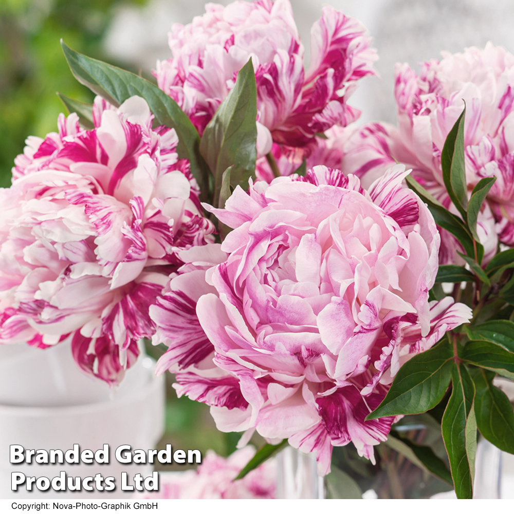 Peony 'Candy Stripe' image