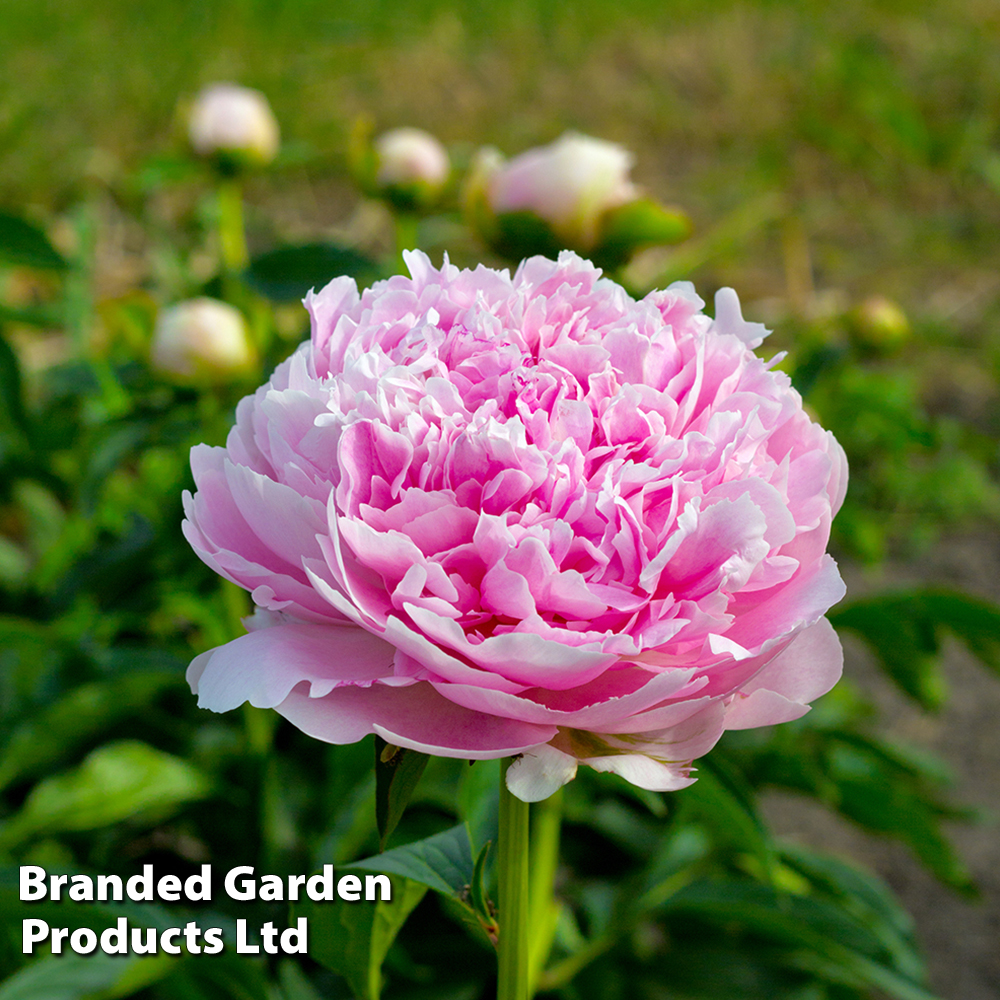 Peony 'Dinner Plate' image