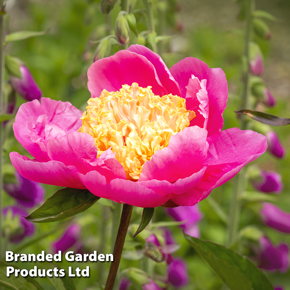 Peony 'Doreen' image