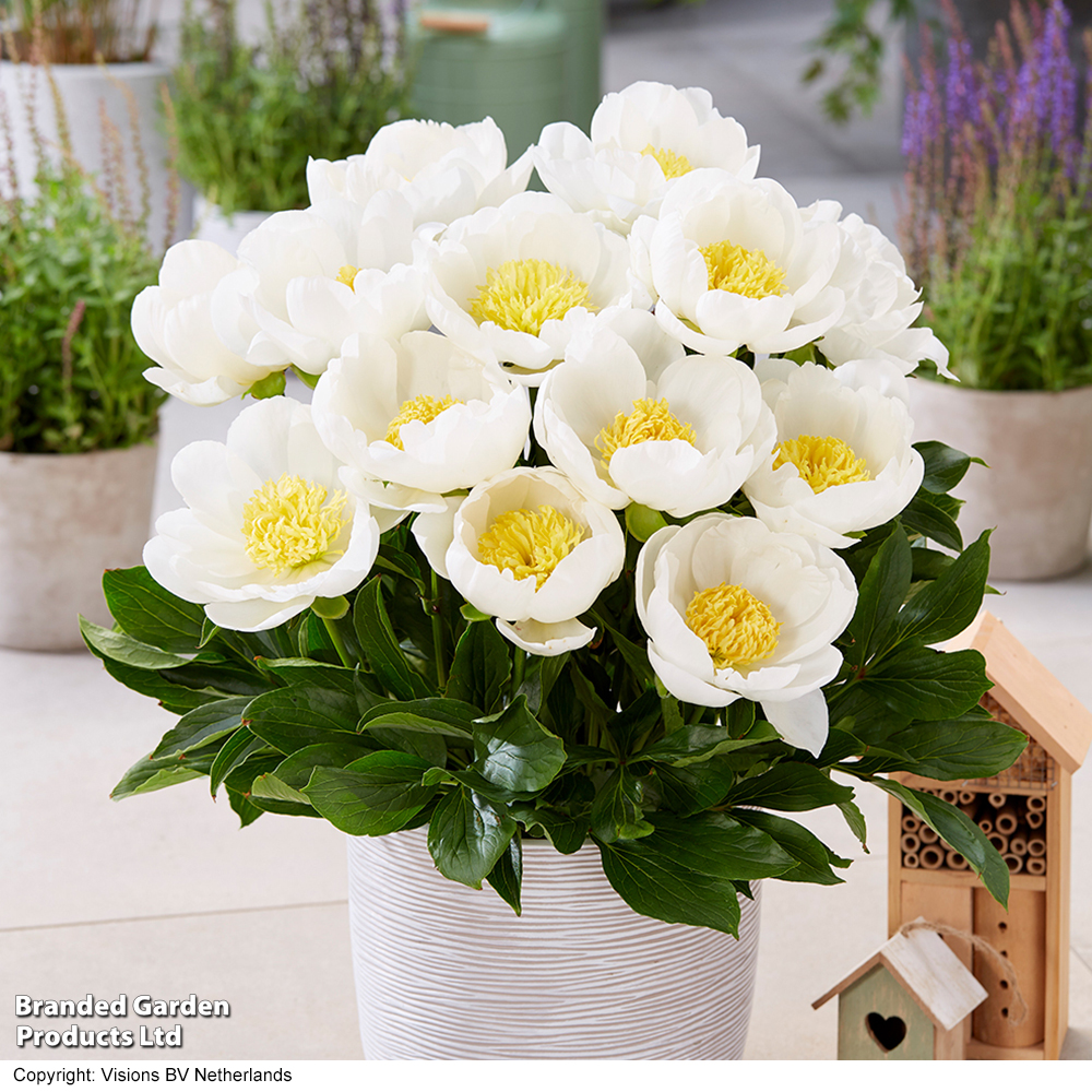 Peony 'Dublin' (Patio Peony) image