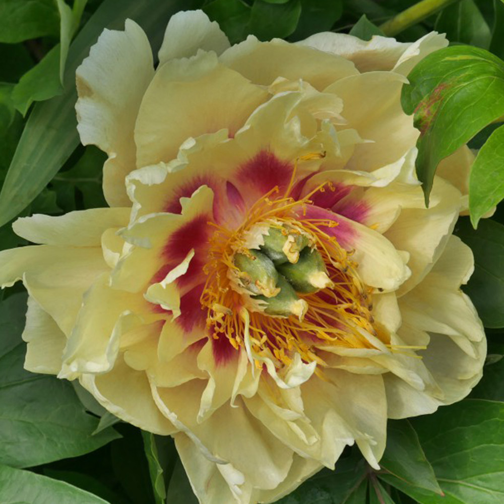 Peony Garden Treasure | Dobies