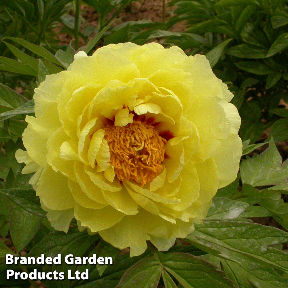 Tree Peony 'Hai Huang' image