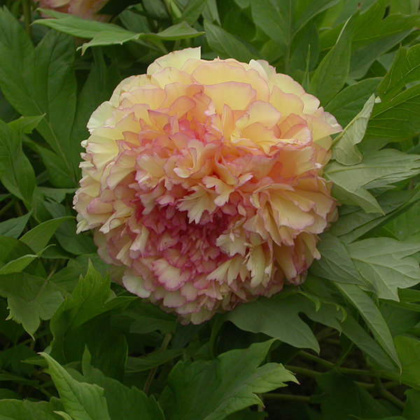 Tree Peony 'Jin Ge' image