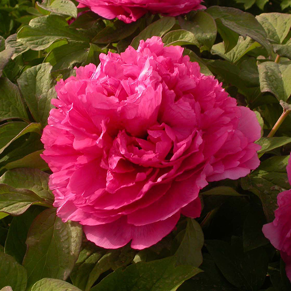 Tree Peony 'Juan Ye Hong' image