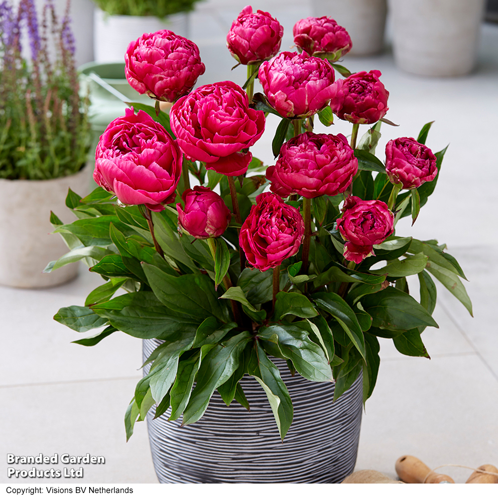 Peony 'London' (Patio Peony) image