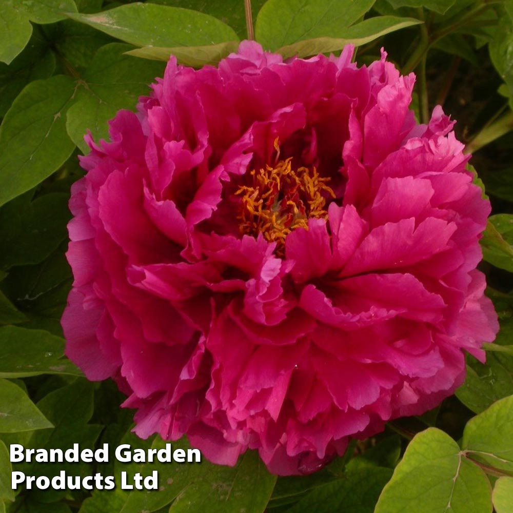 Tree Peony 'Luoyang Hong' image