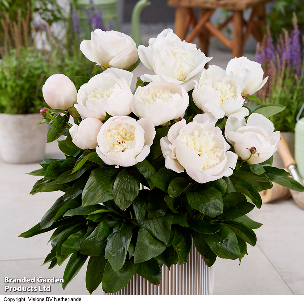 Peony 'Madrid' (Patio Peony) image