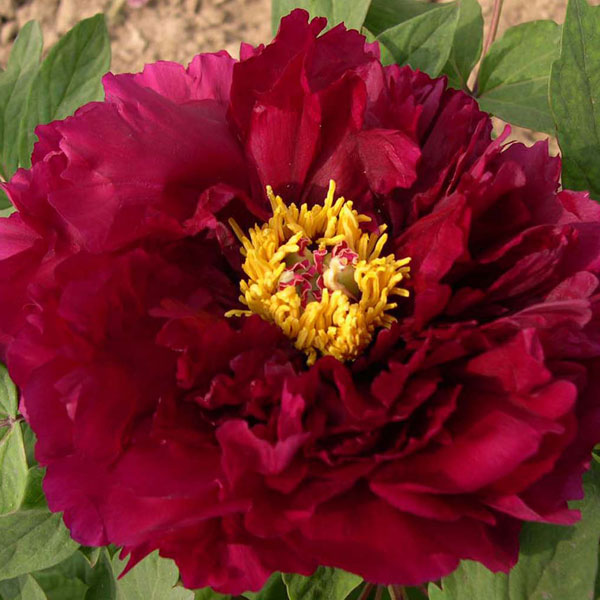 Tree Peony 'Mo Run Jue Lun' image