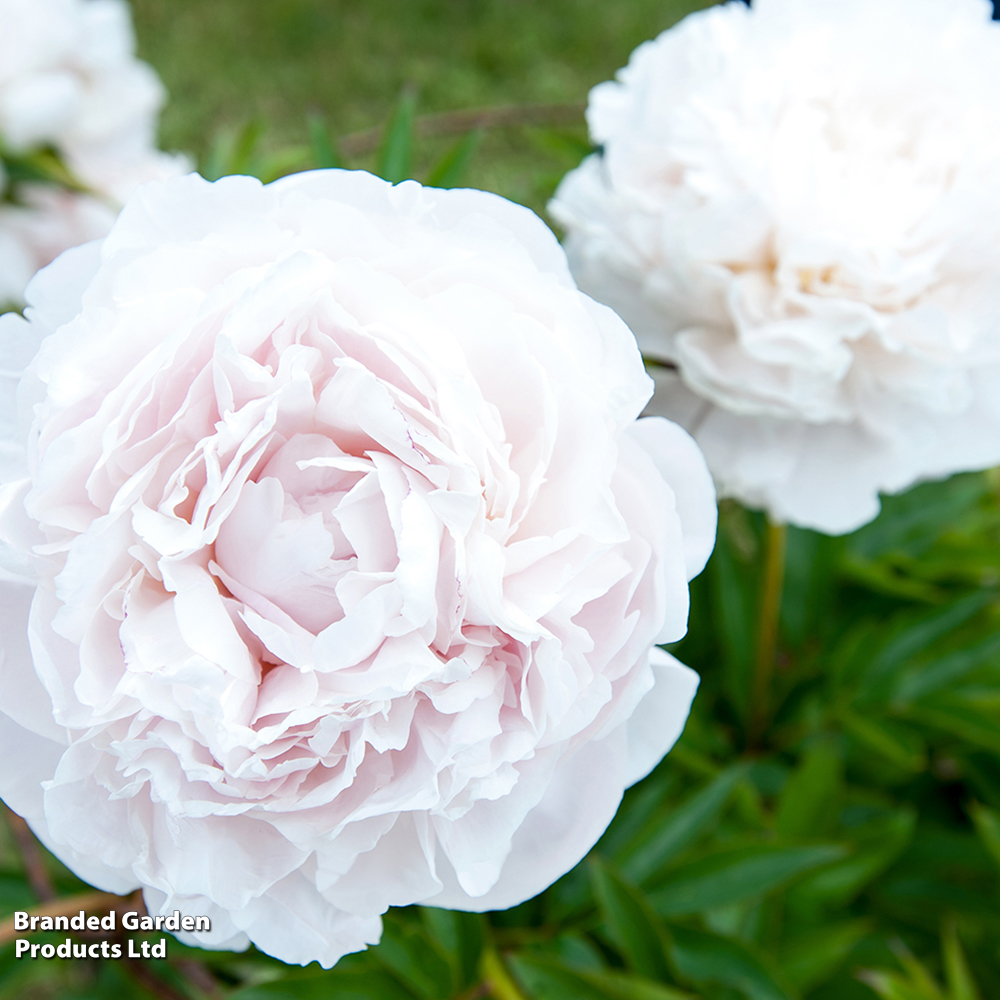 Peony 'Mother's Choice' image