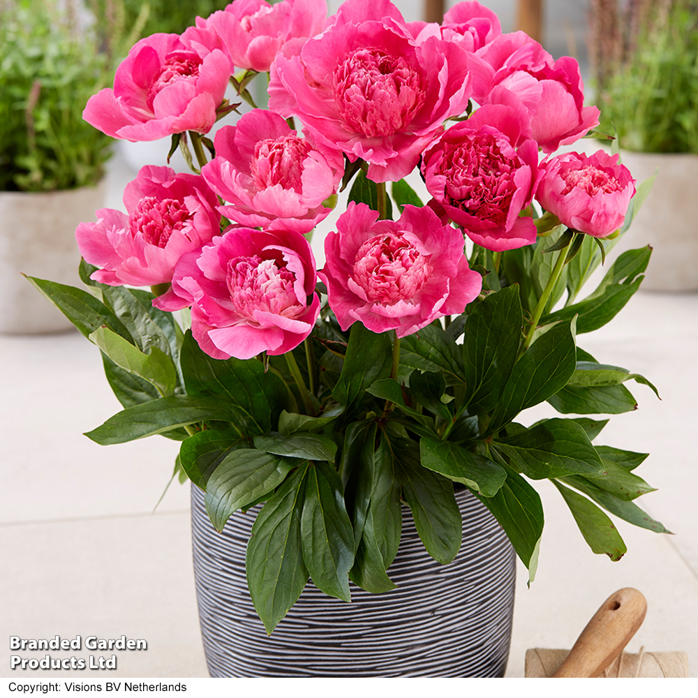 Peony 'Rome' (Patio Peony) image