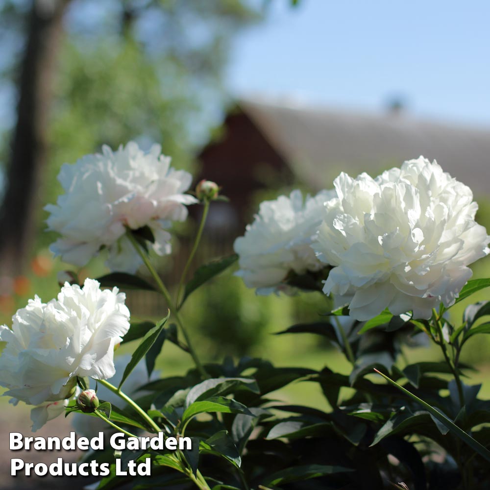 Tree Peony 'Xue Ta' image