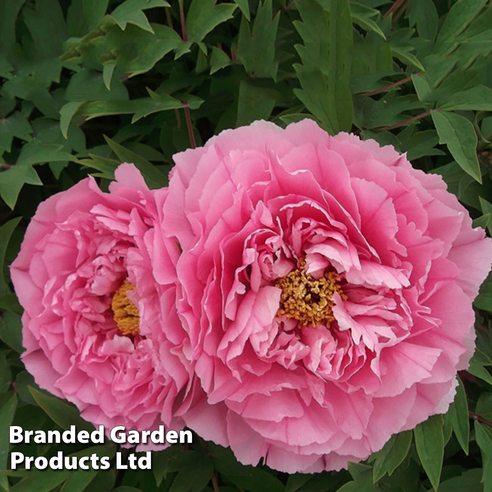 Tree Peony 'Yin Hong Qiao Dui' image