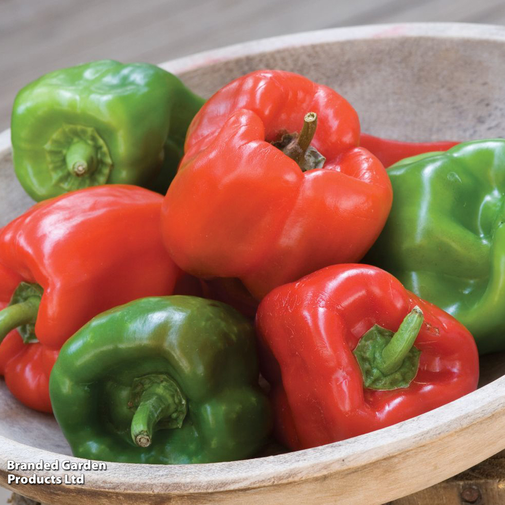 Sweet Pepper 'Sweet Crispy' F1 - Seeds image