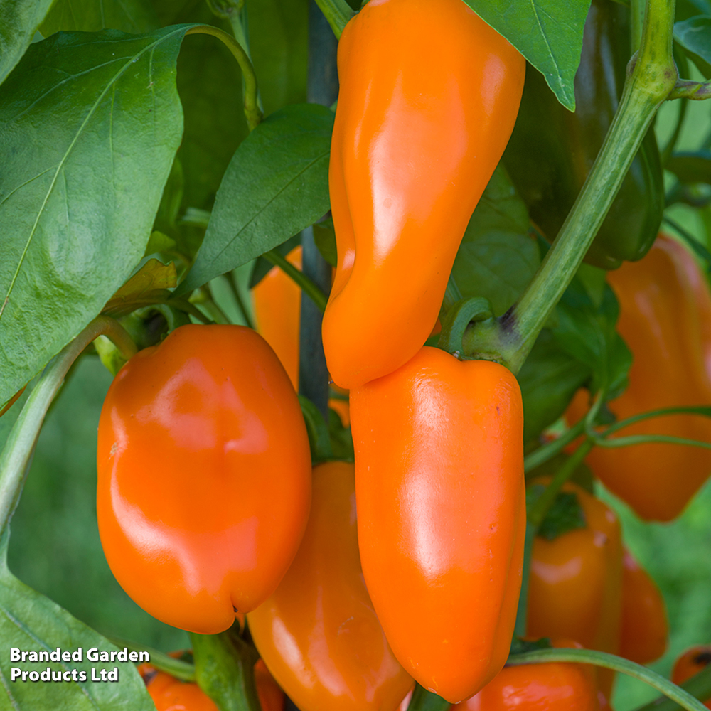 Sweet Pepper 'Hamik' - Seeds image