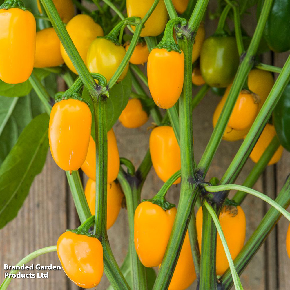 Chilli Pepper 'Pumpkin Spice' - Seeds image