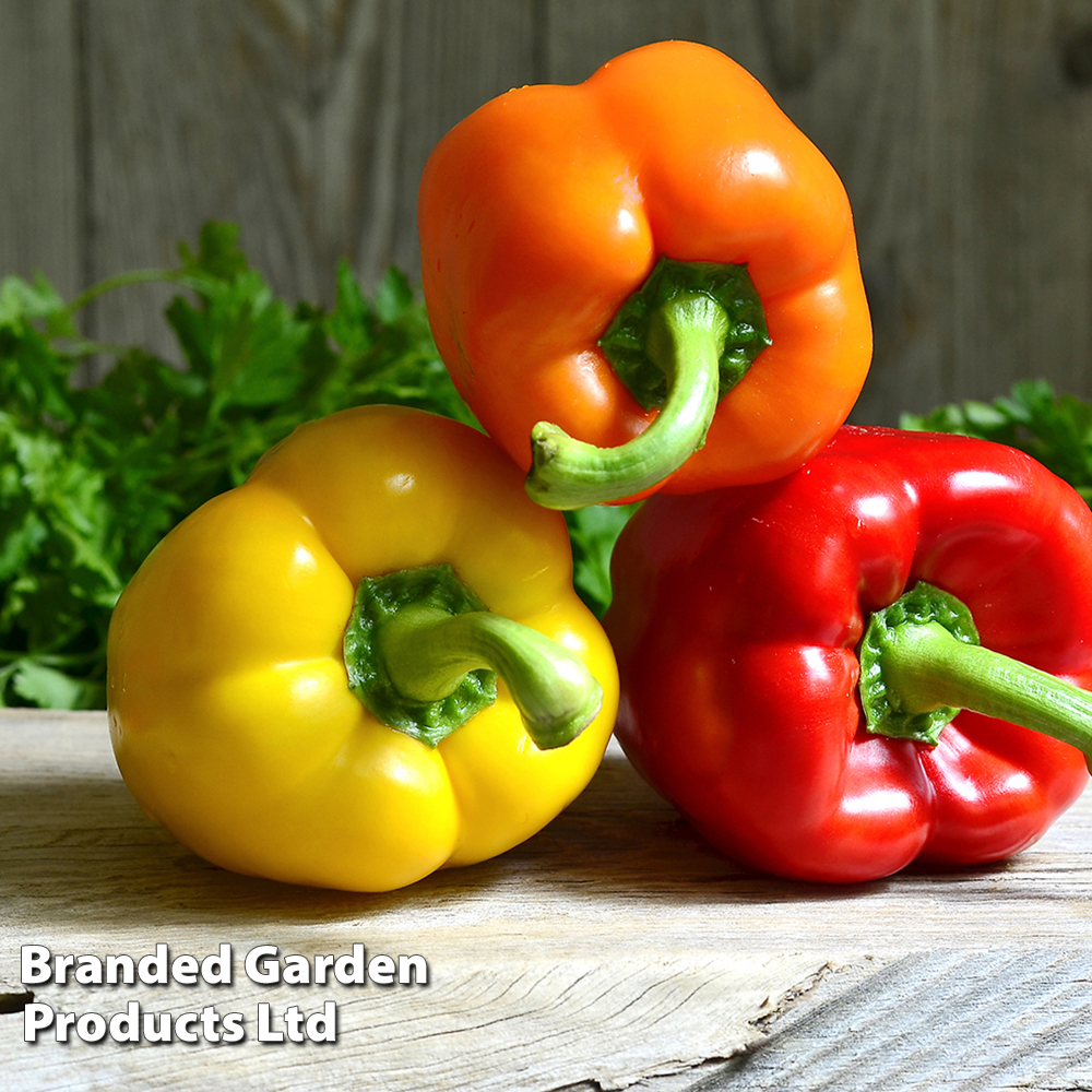 Sweet Pepper Collection (Grafted) image