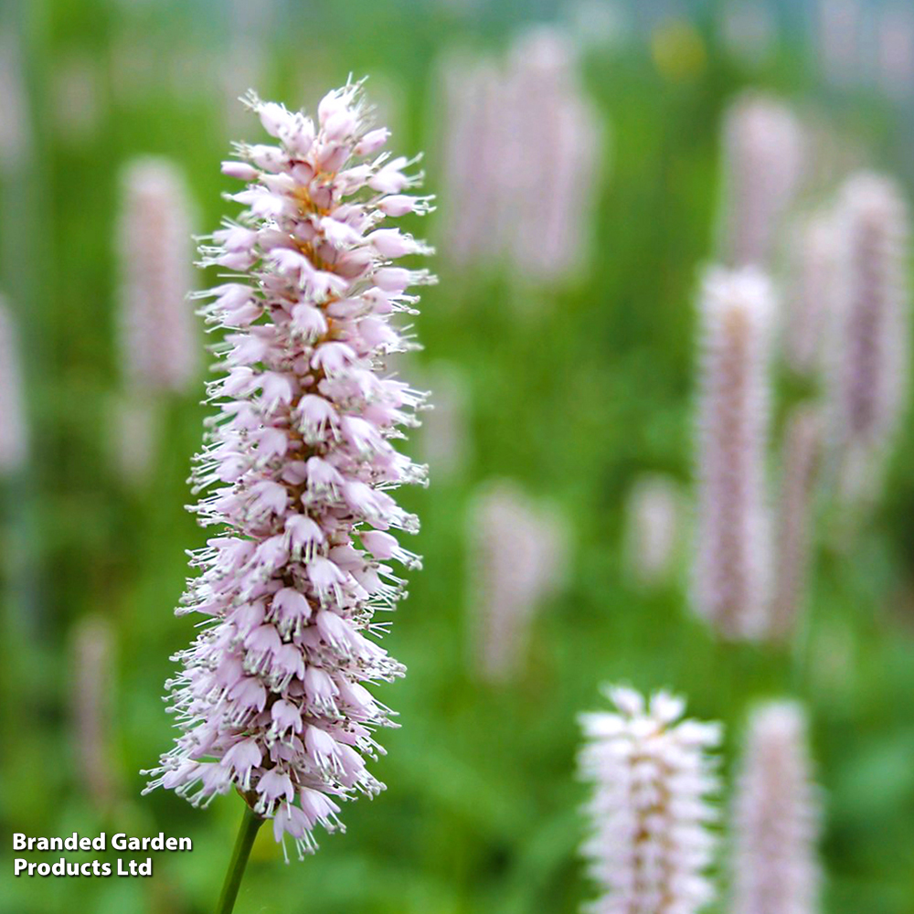 Persicaria amphibia (Deep water aquatic or bog garden) image