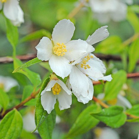 Philadelphus 'Lemoinei' image