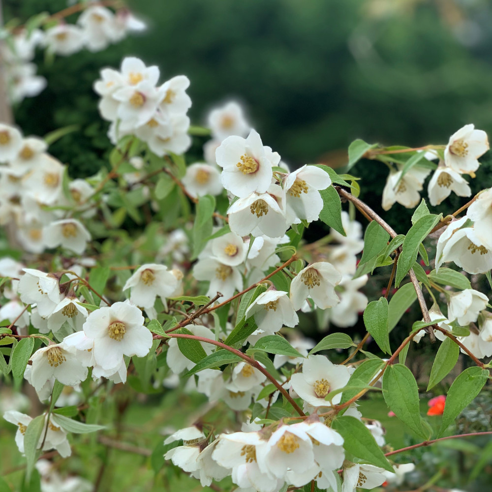 Philadelphus 'Fragrant Falls' image