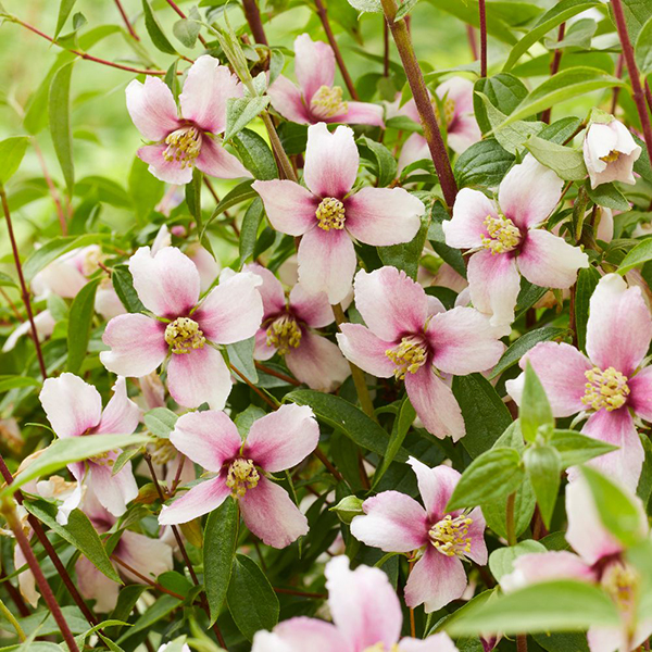 Philadelphus Petite Perfume Pink Dobies