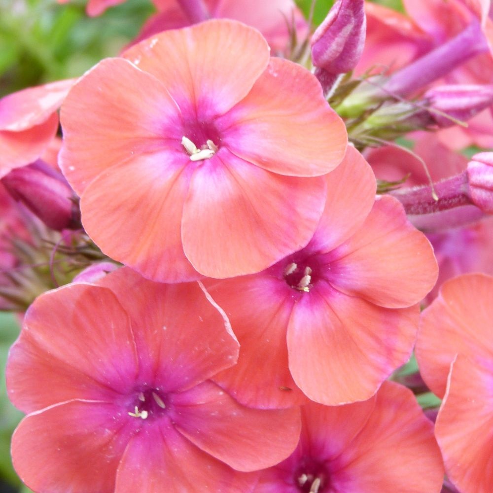 Phlox paniculata 'Coral Flame' image