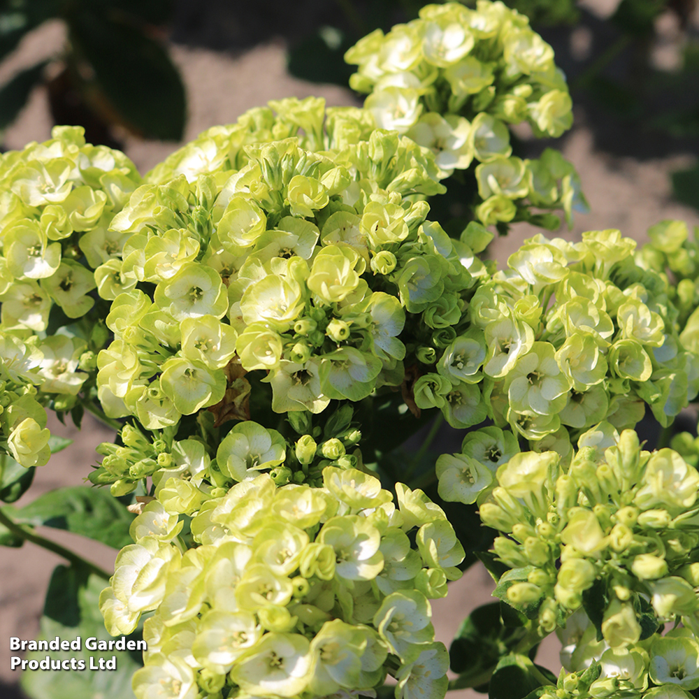 Phlox paniculata 'Orchid Green' image