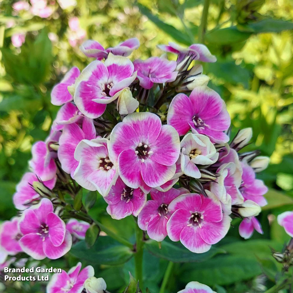 Phlox paniculata 'Orchid Yellow' image