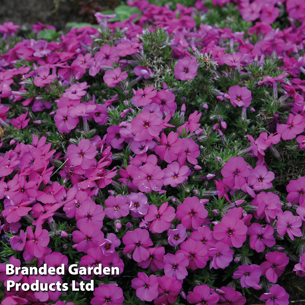 Phlox douglasii 'Red Admiral' image