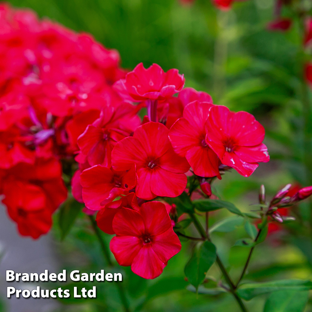 Phlox paniculata x arendsii 'Miss Mary' image