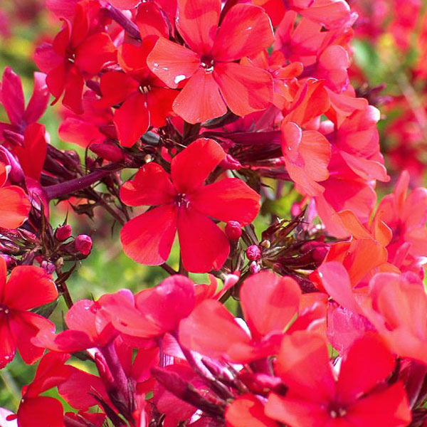 Phlox paniculata 'Starfire' image