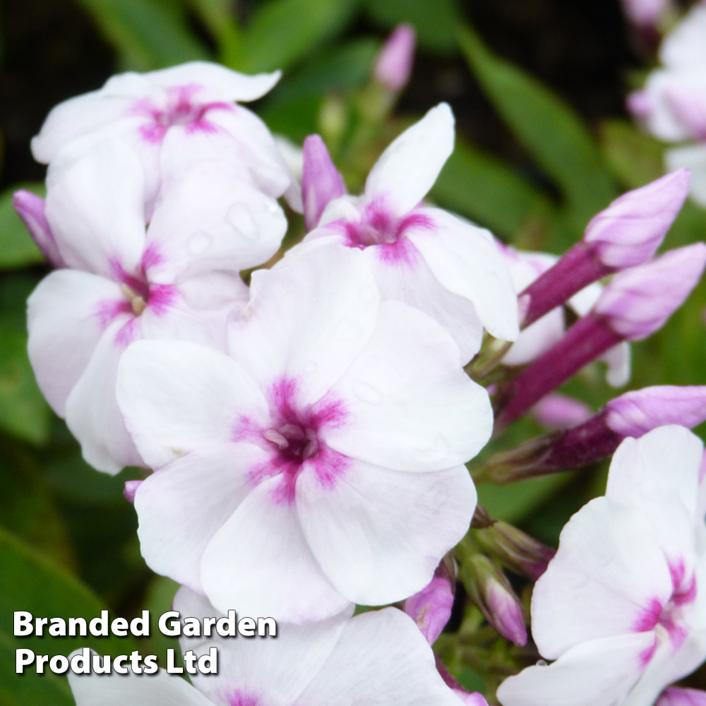 Phlox paniculata 'White Eye Flame' image