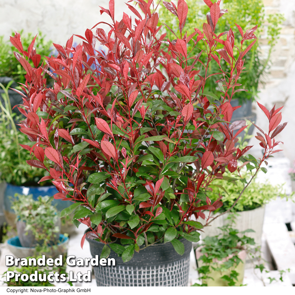 Photinia x fraseri 'Carré Rouge' image