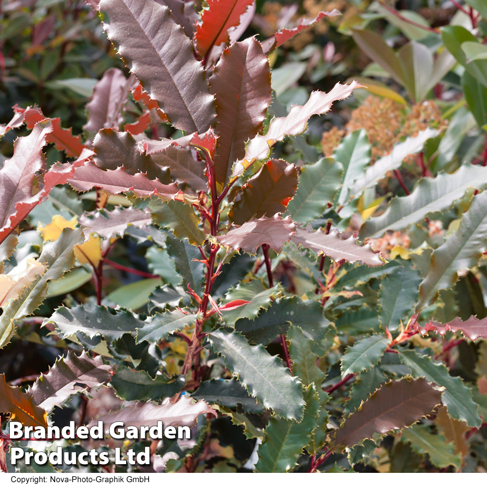 Photinia serratifolia 'Crunchy' image