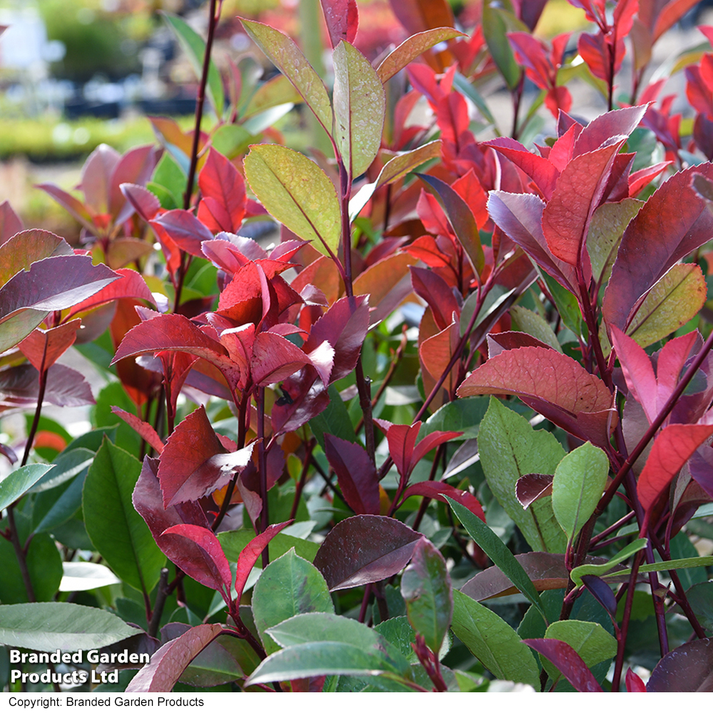 Photinia fraseri 'Little Red Robin' image