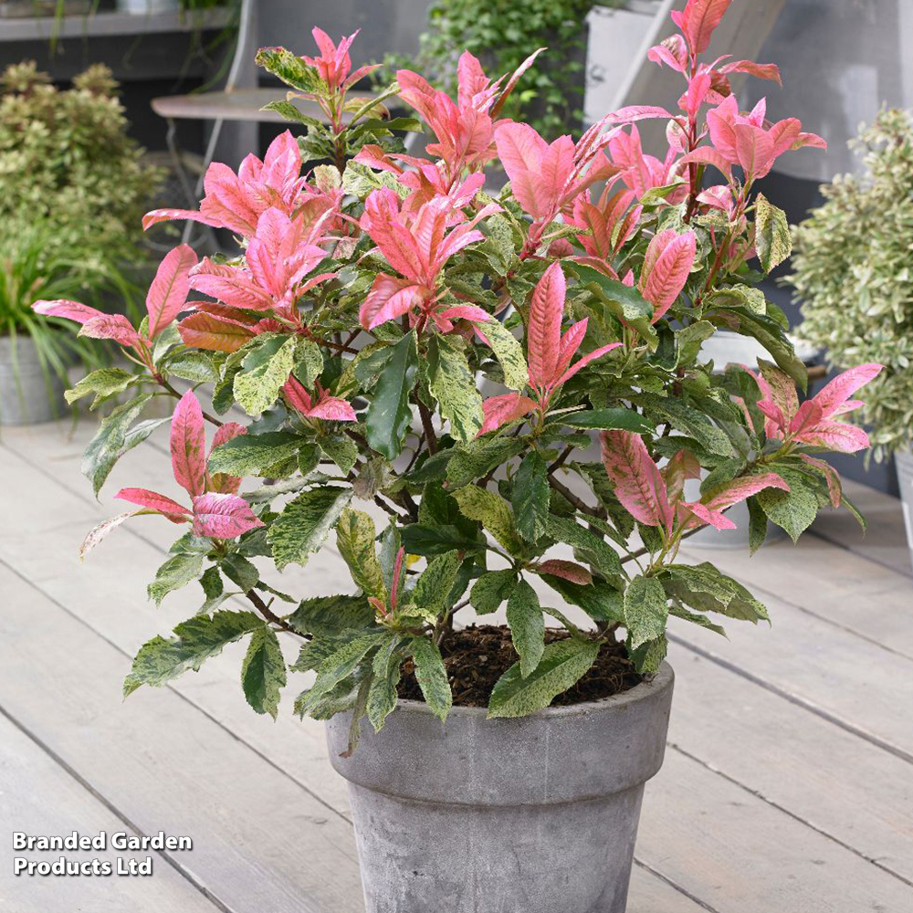 Photinia 'Pink Crispy' image