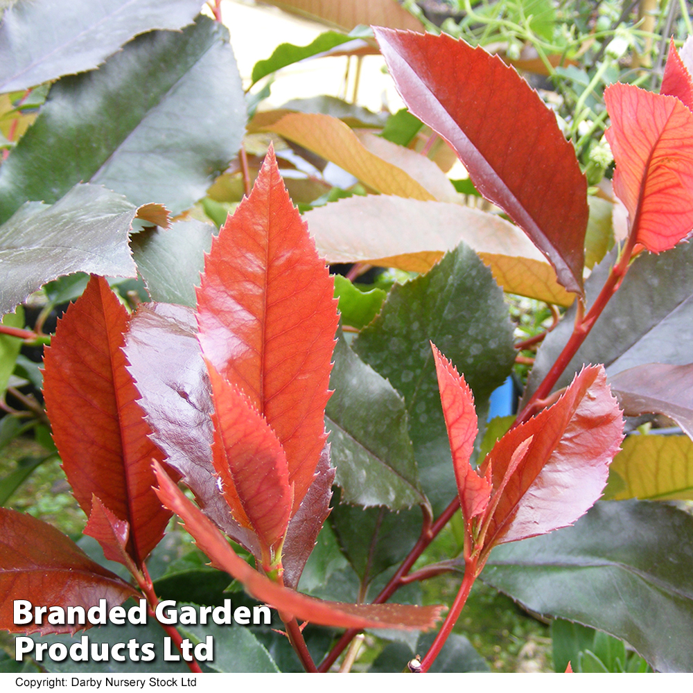 Photinia x fraseri 'Scarlet Blaze' image