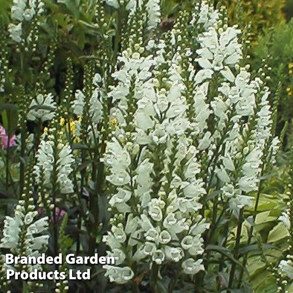 Physostegia virginiana 'Alba' image