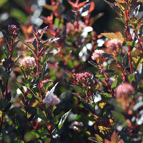 Physocarpus opulifolius 'Little Devil' image