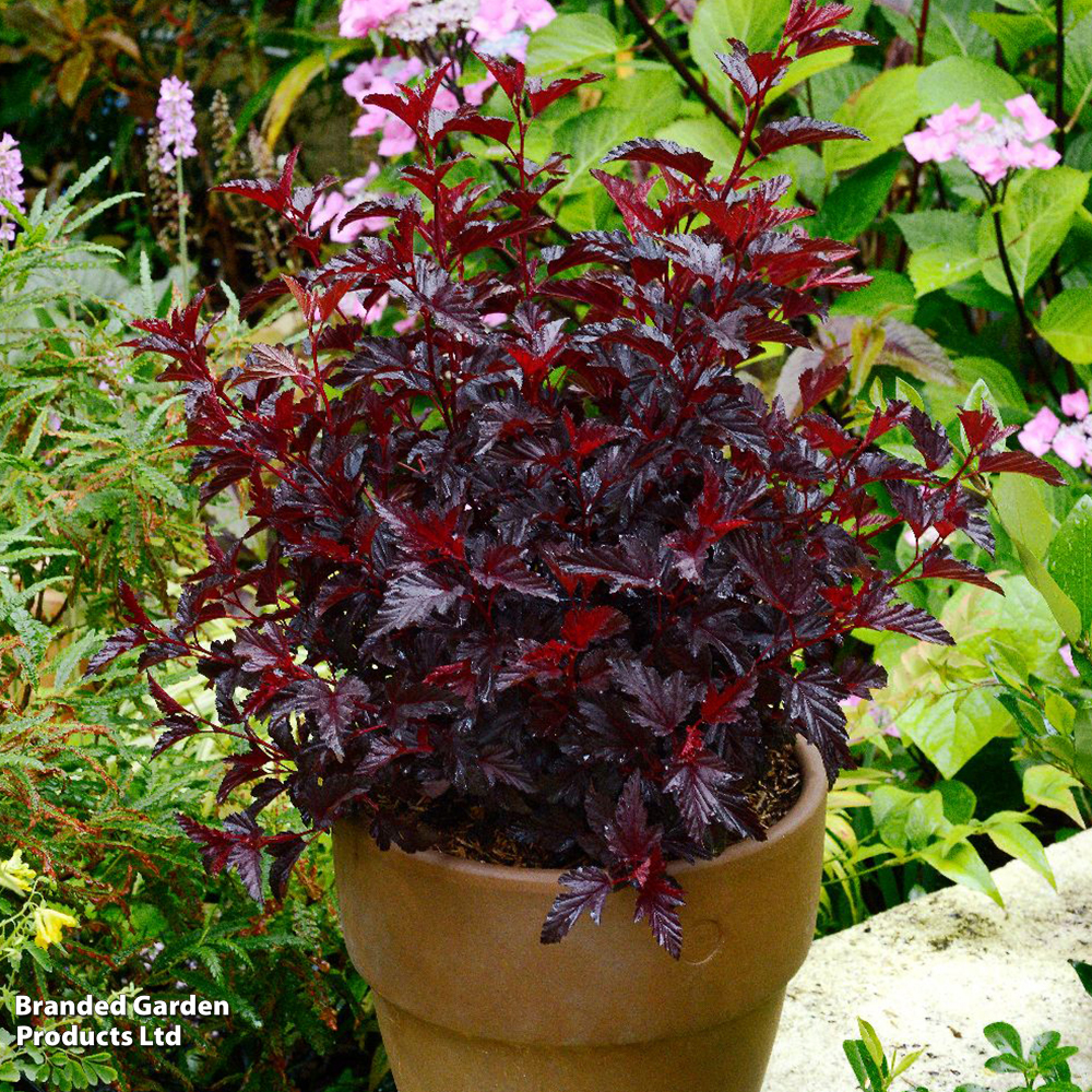 Physocarpus opulifolius 'All Black' image