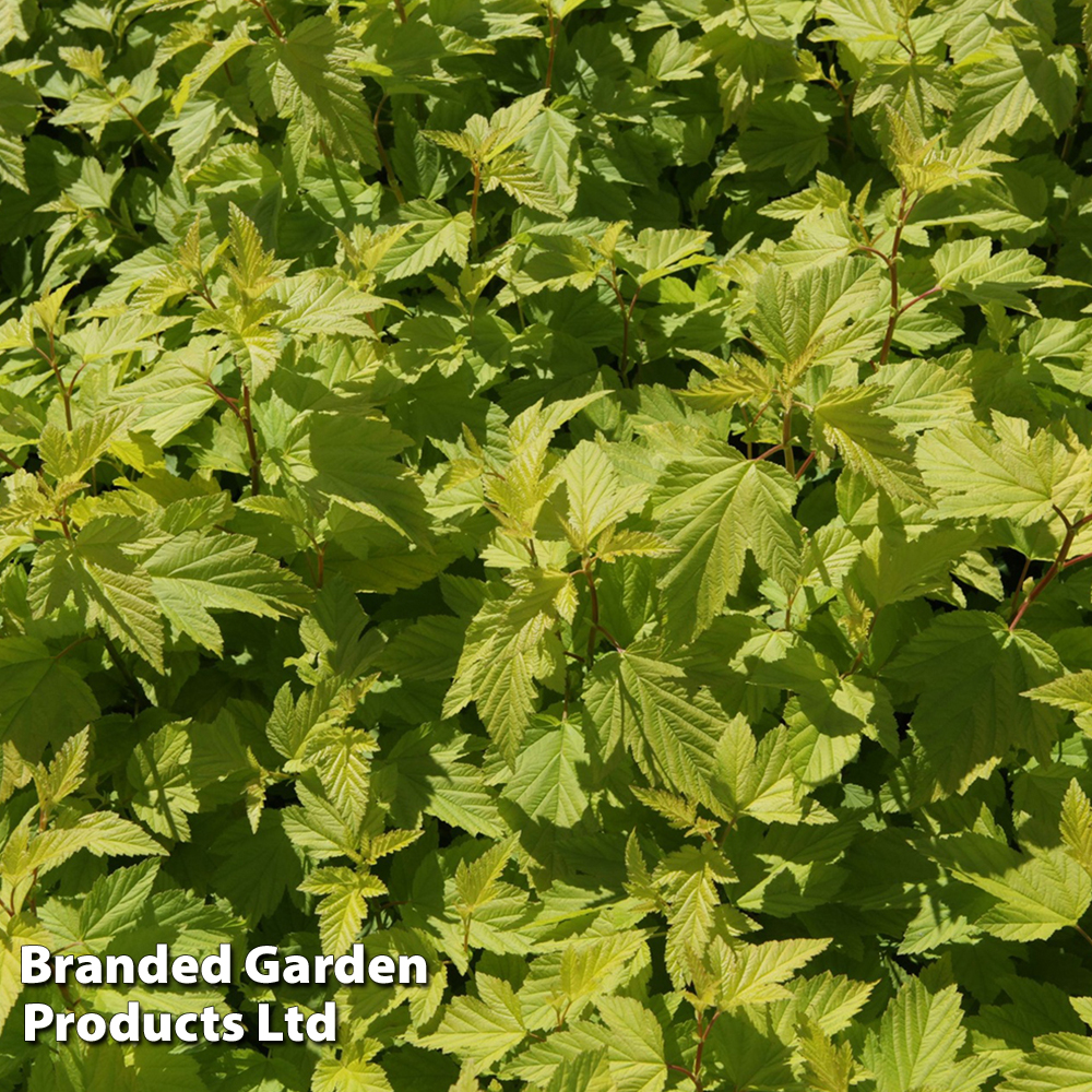 Physocarpus opulifolius 'Darts Gold' image