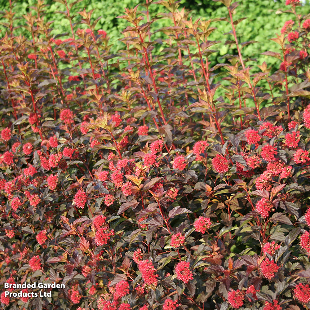 Physocarpus opulifolius 'Diable D'Or' image